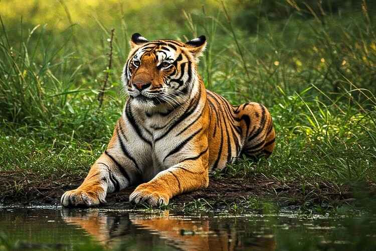 Pilibhit Tiger Reserve - Full Jungle Immersions(4 days / 3 nights)